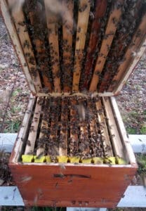 Medeni Studenec panj beehive Metelko