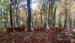 Medeni Studenec gozdni panji beehives forest Metelko