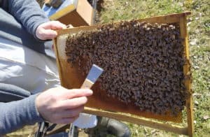 Hrastelj Čebelarstvo čebele bees