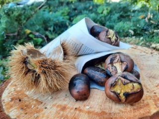 Medeni Studenec, Organic chestnuts