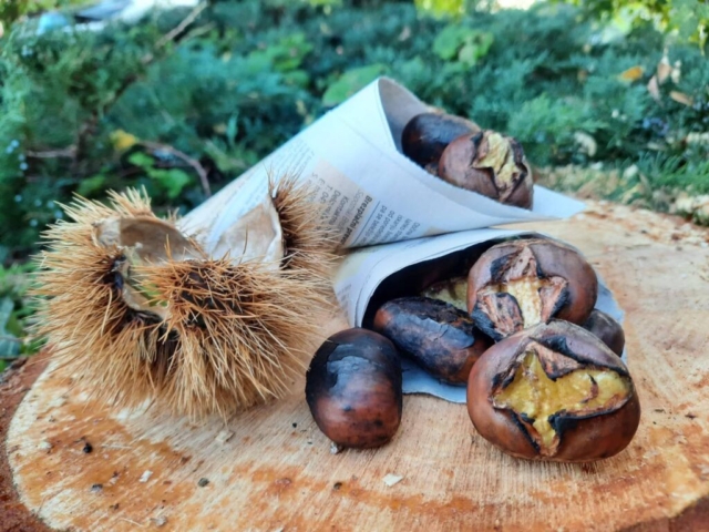 Medeni Studenec, Organic chestnuts