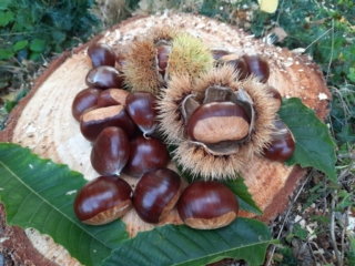 Medeni Studenec, organic chestnuts