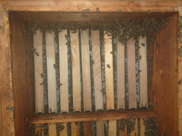 Organic beekeeping