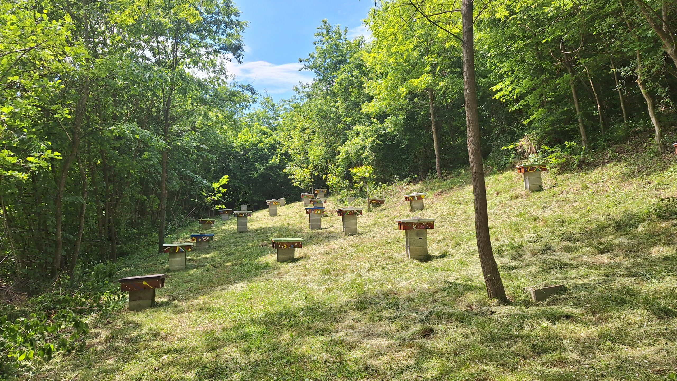 Mating nuclei in a woodland clearing