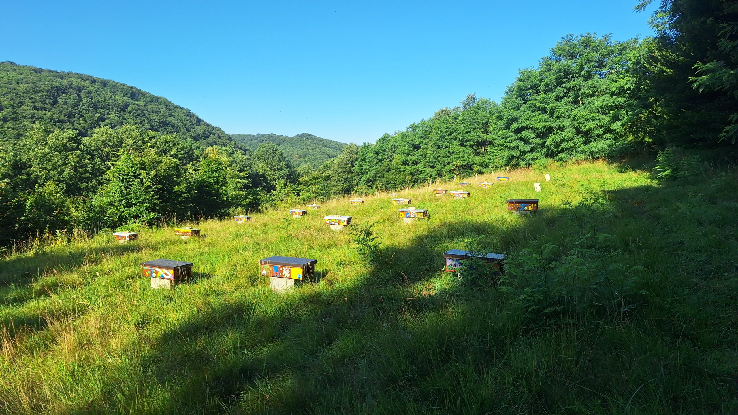 Mating nuclei on a sunny meadow in Slovenia